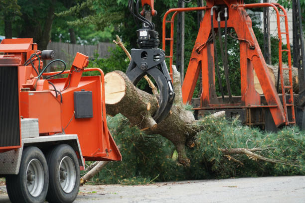 Leaf Removal in Bethany, IL