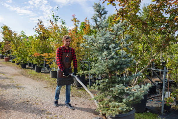 Reliable Bethany, IL Tree Care Services Solutions